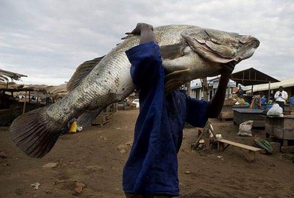 Uganda yet to sign protocol for fish maw exportation to China