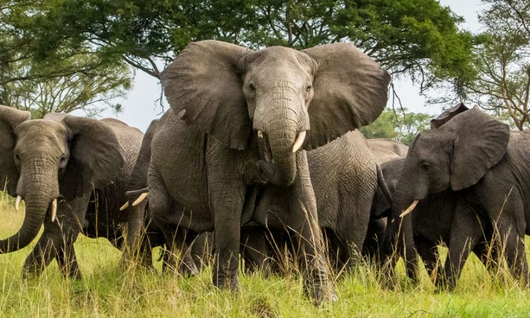 Elephants kill man in Kasese, residents demand electric fence