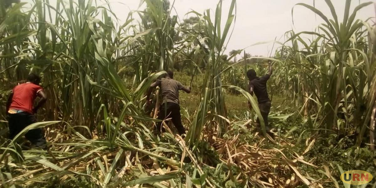 NEMA Destroys More Acres of Crops in Kyenjojo to Save R. Muzizi