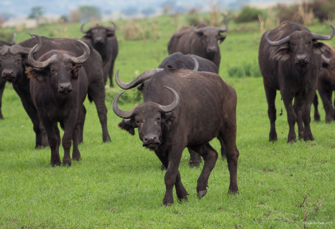 Queen Elizabeth National park registering record increase in wildlife population