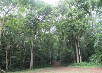 MPs in move to sell 6,525 hectares of Kayunga forests to investor