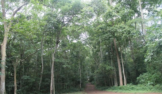 MPs in move to sell 6,525 hectares of Kayunga forests to investor