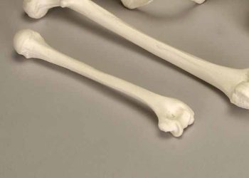 Couple, businesswoman arrested in Kalungu for trading in human bones