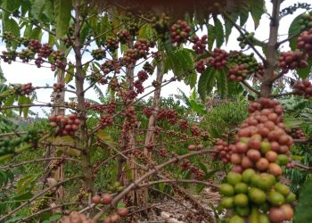 Shock as UCDA boss supports Pineti coffee deal