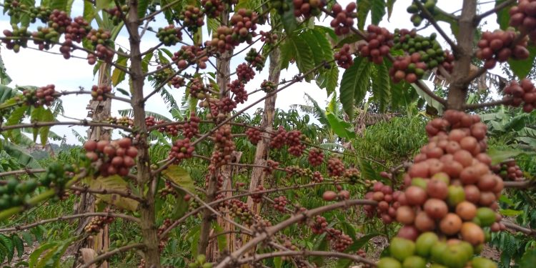 Shock as UCDA boss supports Pineti coffee deal