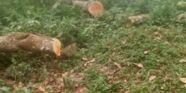 Shock as Private security guards cock guns to block Entebbe Chief Magistrate From Reaching contested land.