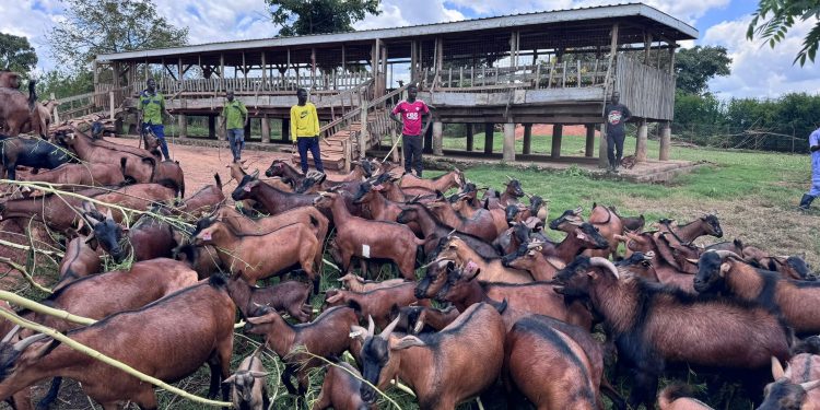 NAGRC’s Kasolwe Brown Goat: A Homegrown Solution for Africa’s Farmers