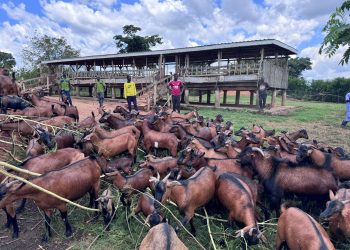 NAGRC’s Kasolwe Brown Goat: A Homegrown Solution for Africa’s Farmers